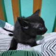 Pantera