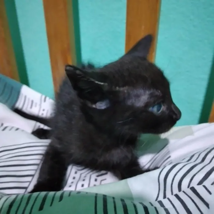 Gato raça SRD-ViraLata idade 2 a 6 meses nome Pantera