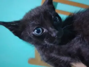 Gato raça SRD-ViraLata idade 2 a 6 meses nome Pantera