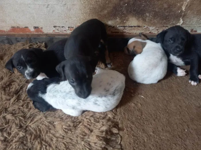 Cachorro ra a SRD-ViraLata idade 2 a 6 meses nome Ninhada de 3 machinhos
