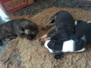 Cachorro raça SRD-ViraLata idade 2 a 6 meses nome Ninhada de 3 machinhos