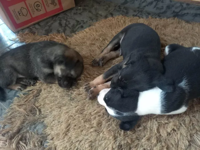 Cachorro ra a SRD-ViraLata idade 2 a 6 meses nome Ninhada de 3 machinhos