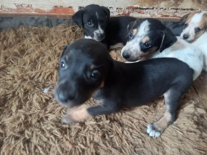 Cachorro ra a SRD-ViraLata idade 2 a 6 meses nome Ninhada de 3 machinhos