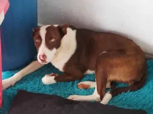 Cachorro raça SRD-ViraLata idade 1 ano nome Xuxa 