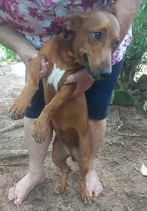 Cachorro ra a Mestiço Dachshund idade 7 a 11 meses nome Ninhada sem nome