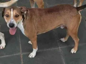 Cachorro raça SRD-ViraLata idade 3 anos nome Luck