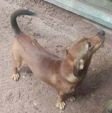 Cachorro ra a Mestiço Dachshund idade 7 a 11 meses nome Ninhada sem nome