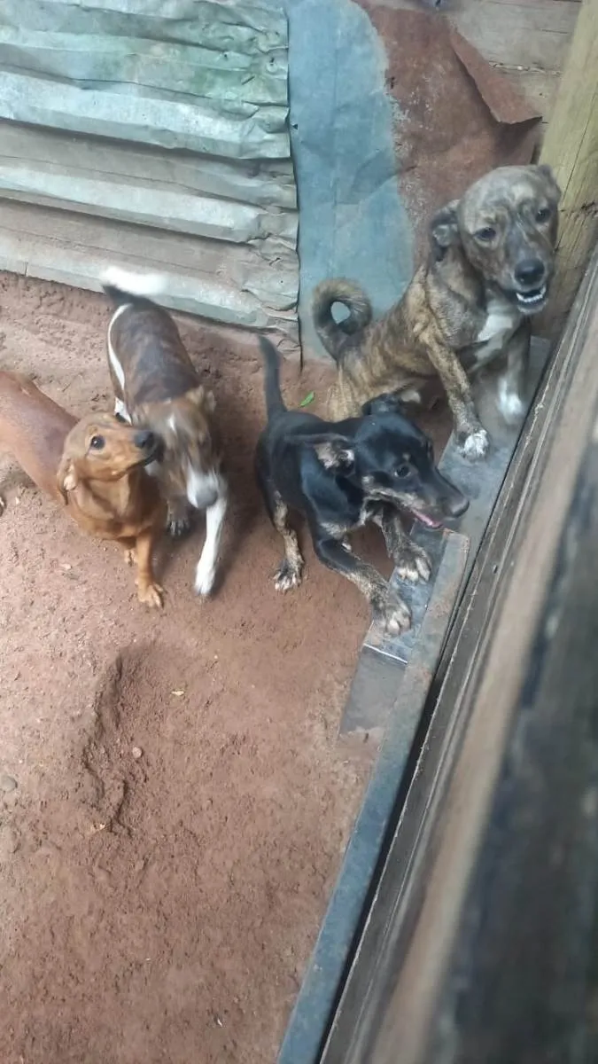 Cachorro ra a Mestiço Dachshund idade 7 a 11 meses nome Ninhada sem nome