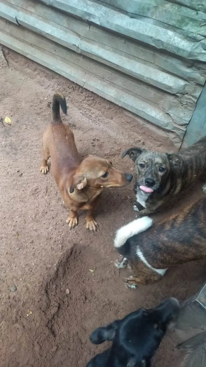 Cachorro ra a Mestiço Dachshund idade 7 a 11 meses nome Ninhada sem nome