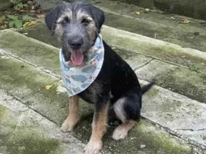 Cachorro raça SRD idade 2 a 6 meses nome Barthô