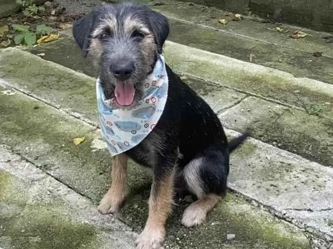 Cachorro ra a SRD idade 2 a 6 meses nome Barthô