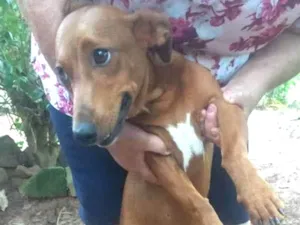 Cachorro raça Mestiço Dachshund idade 7 a 11 meses nome Ninhada sem nome