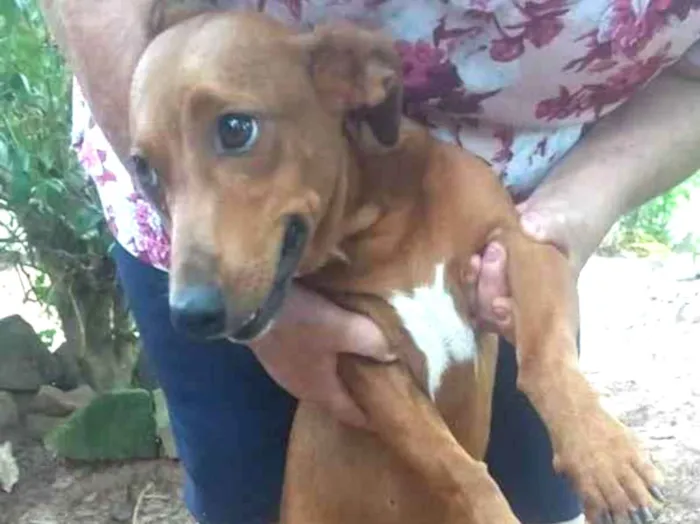 Cachorro ra a Mestiço Dachshund idade 7 a 11 meses nome Ninhada sem nome