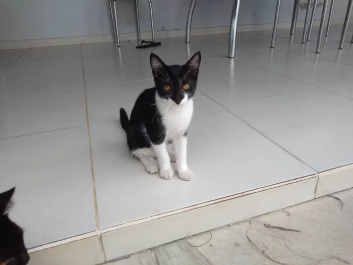 Gato ra a SRD-ViraLata idade 2 a 6 meses nome milli