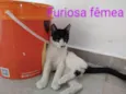 furiosa