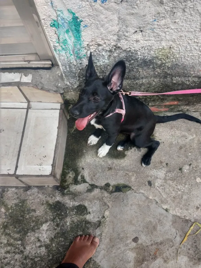 Cachorro ra a SRD-ViraLata idade 2 a 6 meses nome KIARA