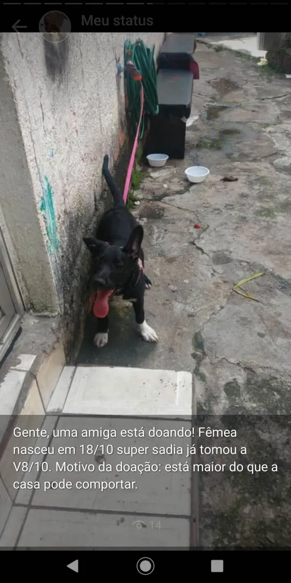 Cachorro ra a SRD-ViraLata idade 2 a 6 meses nome KIARA