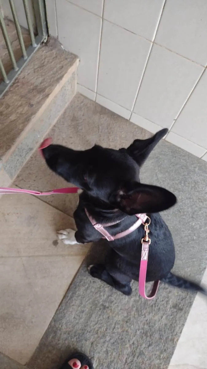 Cachorro ra a SRD-ViraLata idade 2 a 6 meses nome KIARA