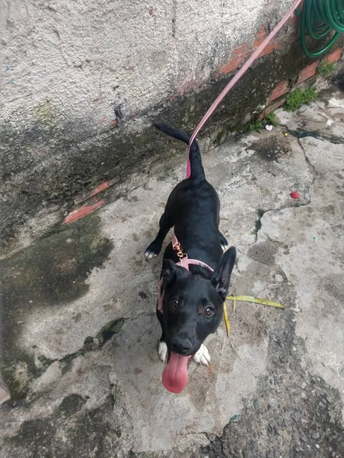 Cachorro ra a SRD-ViraLata idade 2 a 6 meses nome KIARA