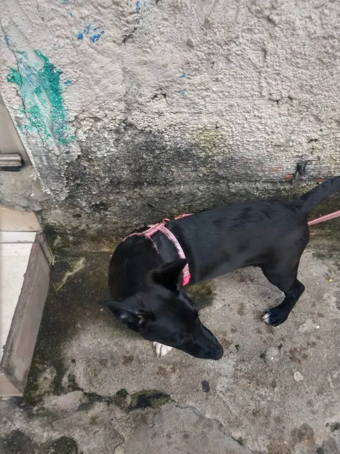 Cachorro ra a SRD-ViraLata idade 2 a 6 meses nome KIARA