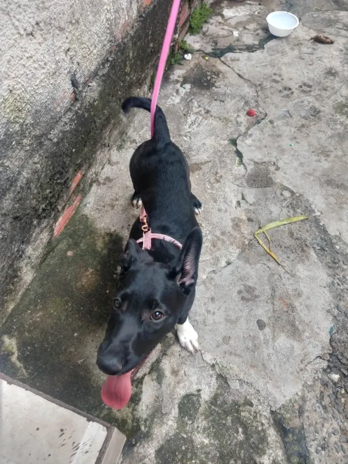 Cachorro ra a SRD-ViraLata idade 2 a 6 meses nome KIARA