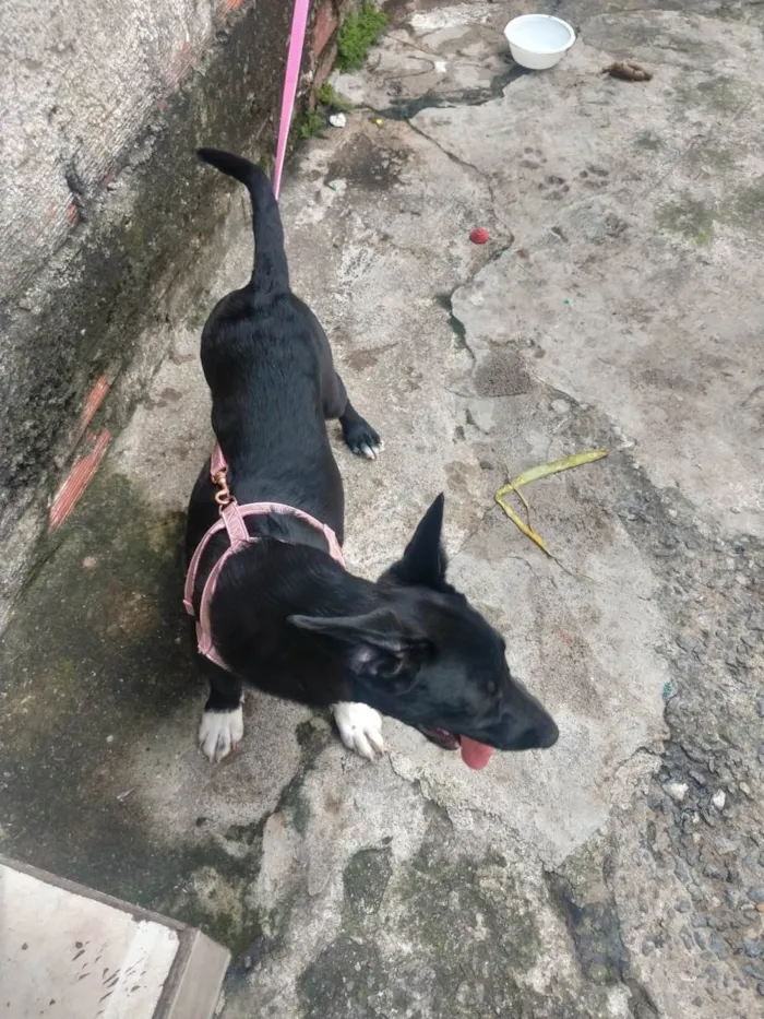 Cachorro ra a SRD-ViraLata idade 2 a 6 meses nome KIARA