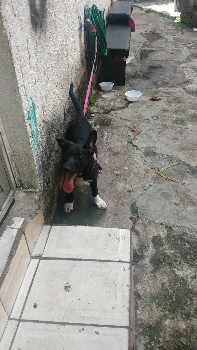 Cachorro ra a SRD-ViraLata idade 2 a 6 meses nome KIARA