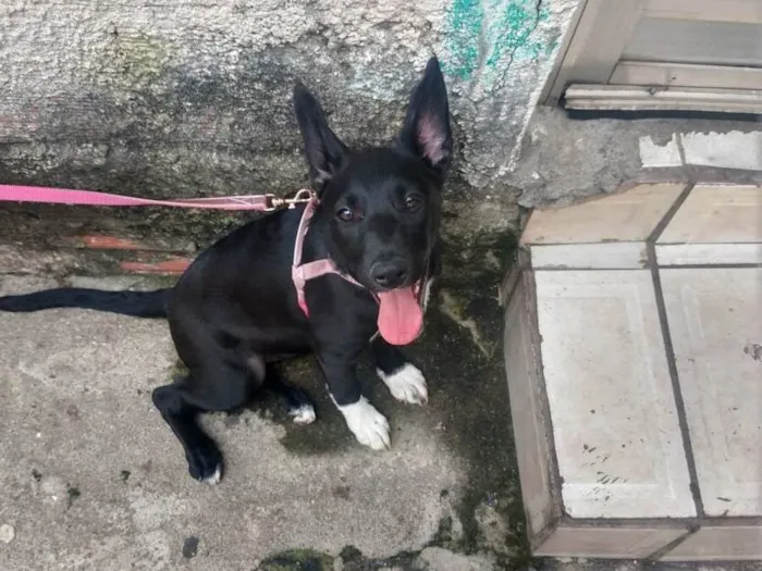 Cachorro ra a SRD-ViraLata idade 2 a 6 meses nome KIARA