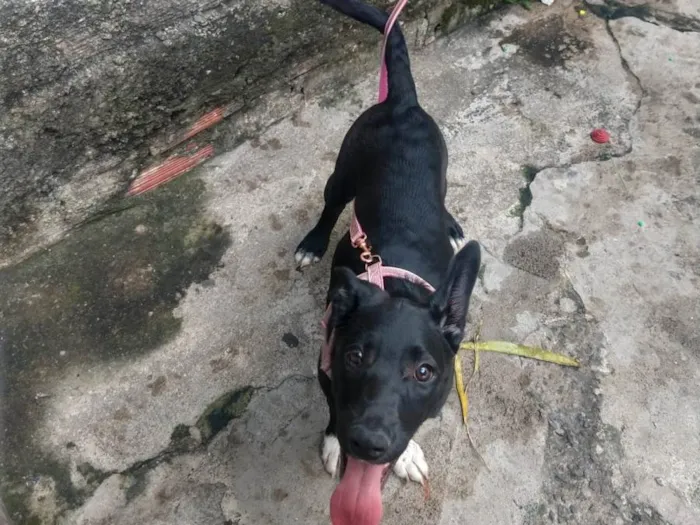 Cachorro ra a SRD-ViraLata idade 2 a 6 meses nome KIARA