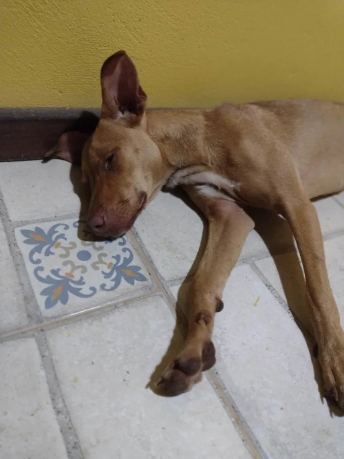 Cachorro ra a SRD-ViraLata idade 1 ano nome Mel