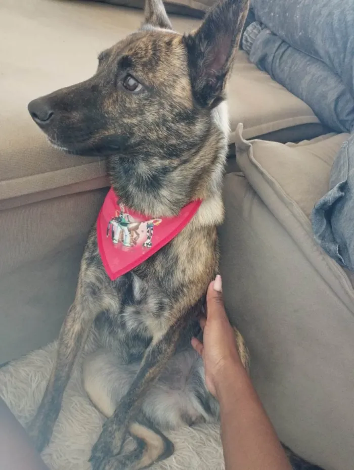 Cachorro raça SRD-ViraLata idade 7 a 11 meses nome Dilli