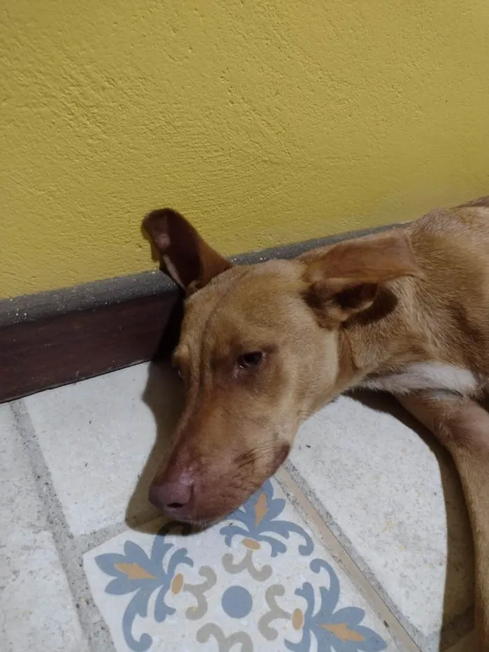 Cachorro ra a SRD-ViraLata idade 1 ano nome Mel