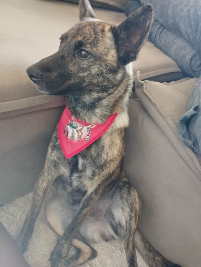 Cachorro raça SRD-ViraLata idade 7 a 11 meses nome Dilli