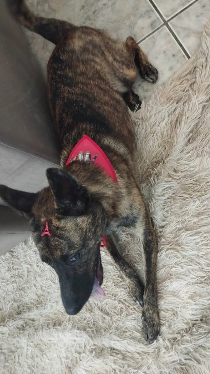 Cachorro raça SRD-ViraLata idade 7 a 11 meses nome Dilli