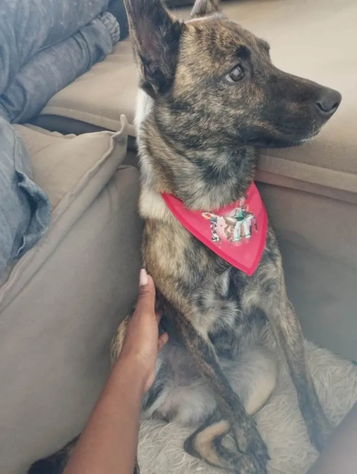 Cachorro raça SRD-ViraLata idade 7 a 11 meses nome Dilli