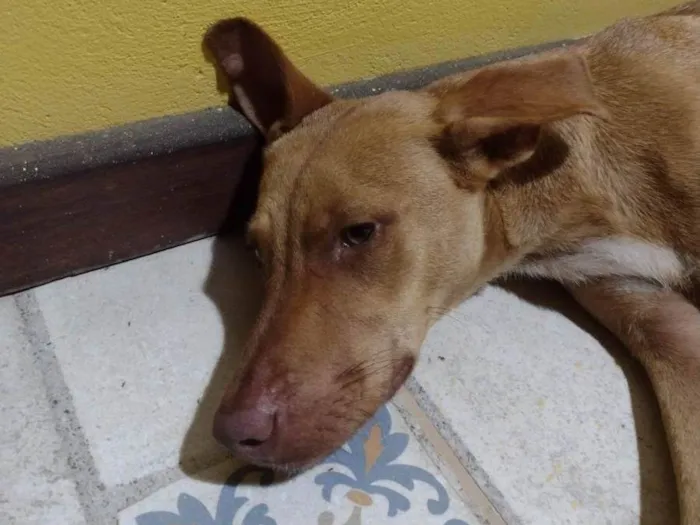 Cachorro ra a SRD-ViraLata idade 1 ano nome Mel