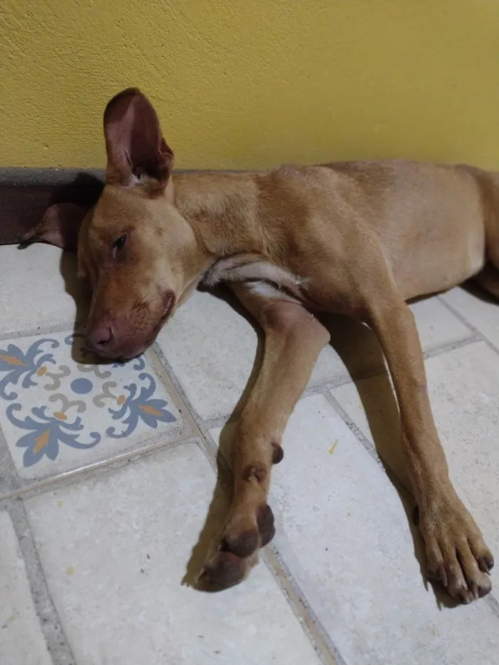 Cachorro ra a SRD-ViraLata idade 1 ano nome Mel 