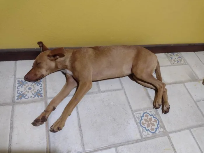 Cachorro ra a SRD-ViraLata idade 1 ano nome Mel 