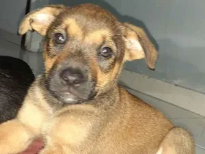 Cachorro raça Vira lata  idade 2 a 6 meses nome Doa se dois filhotes 