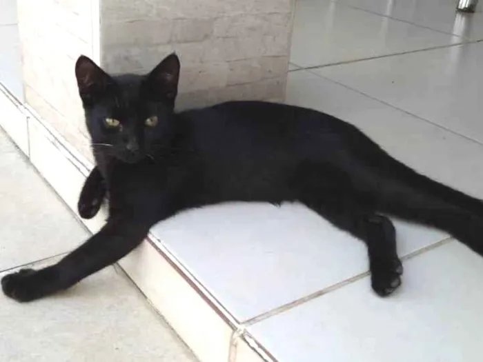 Gato ra a SRD-ViraLata idade 2 a 6 meses nome noturno