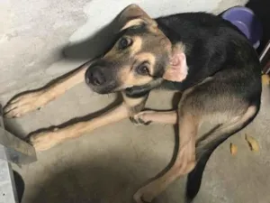 Cachorro raça SRD-ViraLata idade 2 a 6 meses nome Anjinho 