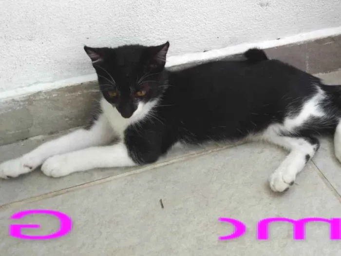 Gato ra a SRD-ViraLata idade 2 a 6 meses nome gamora