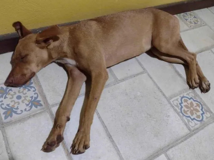 Cachorro ra a SRD-ViraLata idade 1 ano nome Mel