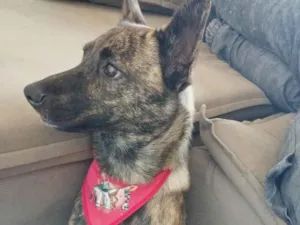 Cachorro raça SRD-ViraLata idade 7 a 11 meses nome Dilli