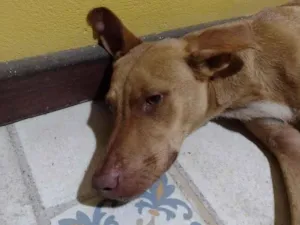 Cachorro raça SRD-ViraLata idade 1 ano nome Mel 