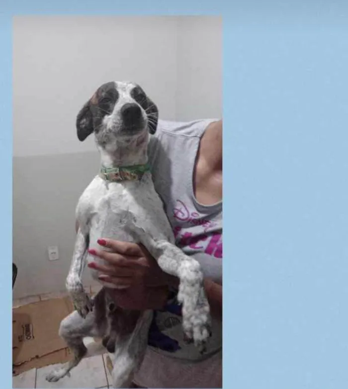 Cachorro ra a SRD-ViraLata idade 2 anos nome Floquinho