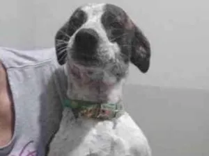 Cachorro raça SRD-ViraLata idade 2 anos nome Floquinho