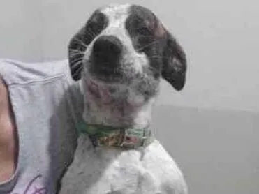 Cachorro ra a SRD-ViraLata idade 2 anos nome Floquinho