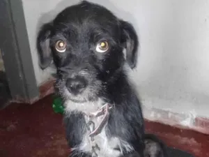 Cachorro raça Shitzu com vira- lata idade 3 anos nome Scar