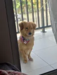 Teco
